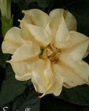 ♫ DATURA BRUGMENSIA Mepel
