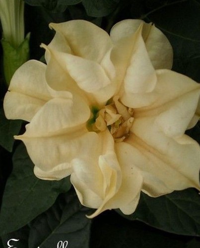 Datura brugmensia mepel - brugmensia,