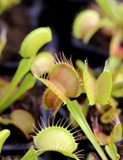 Dionaea muscipula 'Fine Tooth
