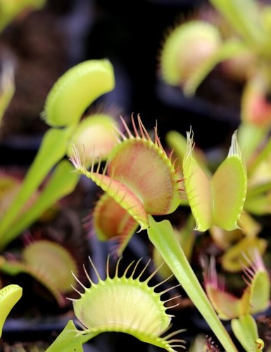 Dionaea muscipula fine - muscipula, tooth
