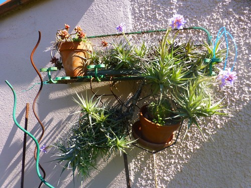 épyphites plantes aériennes - épyphites,