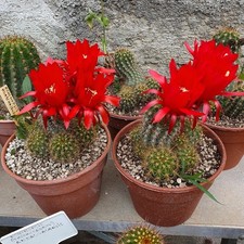 Cactus cierge - Echinopsis