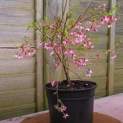 Prunus incisa paean - prunus,