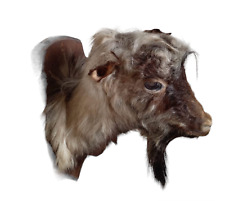 Tête de Bouc Décorative -