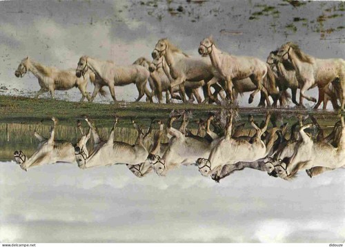 Carte postale animaux - postale,