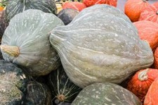 Blue Hubbard Winter Squash Seeds, NON-GMO, New England Blue Hubbard, FREE SHIP