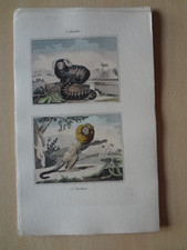 Gravure animal : ouistiti &