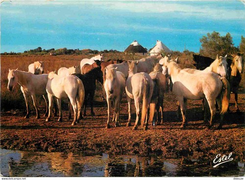 Carte postale animaux - carte,