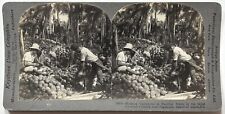 PHILIPPINES Coconut Peeling 1906 Vintage Stereo Photo 