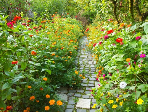 Lot 500 graines de fleurs - lot,