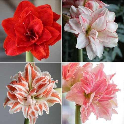 Impgreens amaryllis lily - amaryllis,