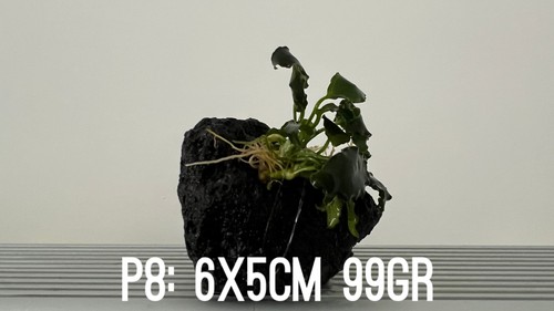 Plante aquarium anubias nana - plante,