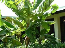 BANANIER DU JAPON RUSTIQUE   Musa Basjoo