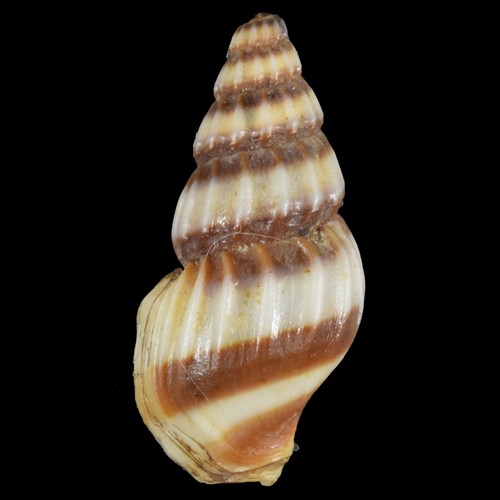 Anentome helena - helena, (thailand)