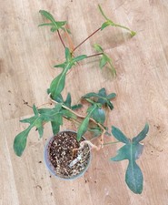 Philodendron ‘Florida Ghost’ – Feuillage blanc évolutif, plante rare