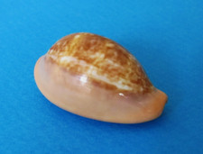Cypraea pyrum 34,8 mm Gem