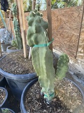 Beautiful Totem Pole Cluster Lophocereus Monstrosus Healthy Rare Exotic
