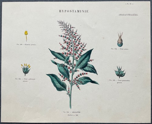 Herbier amaranthe gravure - amaranthe,