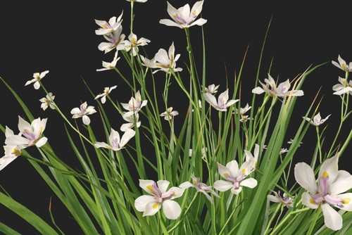Graines dietes plante - 3, de