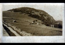 Surroundings of Altkirch (68) CATTLE in PARAGE / postcard photo before 1904