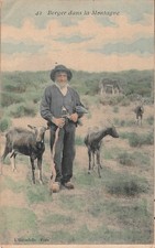 CP SHEPHERD IN THE COUNTRYSIDE - GOATS - 65111