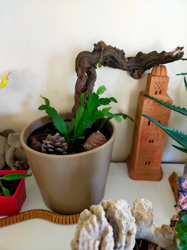 Schlumbergera plante cactus - , de