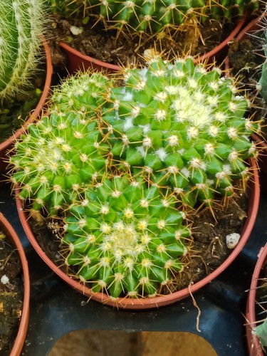 Cactus mammillaria marksiana - cactus,