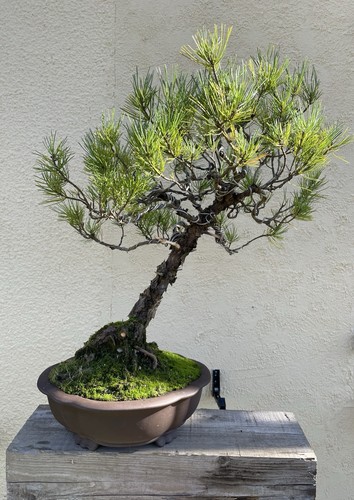 Mega bonsaï pinus thunbergii - mega,