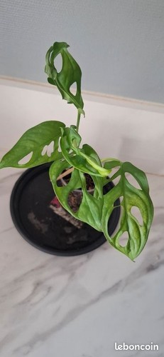 Monstera adansonii bouture - , 41