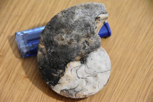 Grand nautiloides - grand,