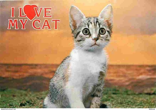 Carte postale animaux - postale,