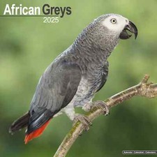 Calendrier 2025 -   GRIS DU GABON