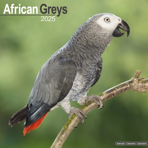 Calendrier 2025 gris - 2025,