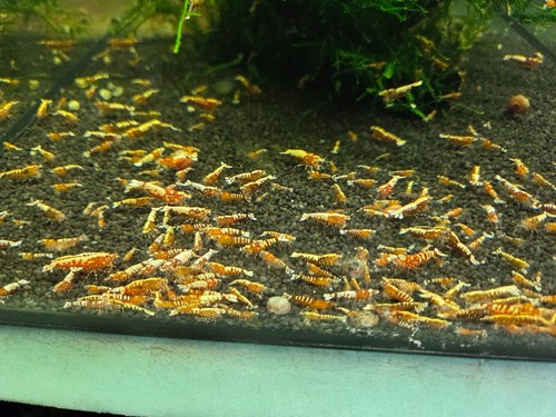 Lot crevettes galaxy red - lot, 10