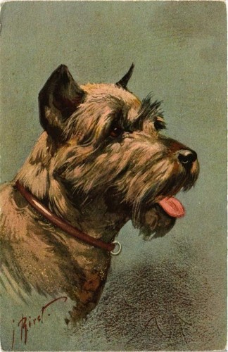 Cpa pinscher schnauzer dogs - pinscher,