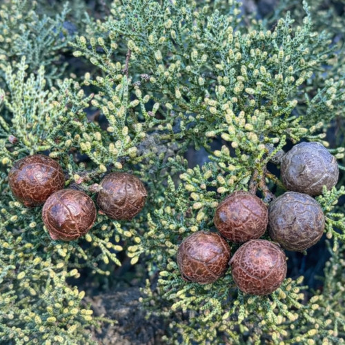 Cupressus sargentii cyprès - cupressus,