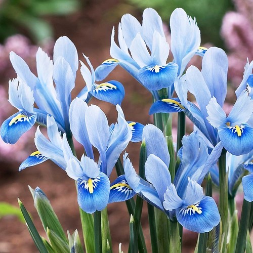 Bulbes iris réticulées - bulbes, d'iris