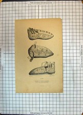 Original Old Antique Print Fashion Shoes Chaussures Charlemagne Bisson Cottard