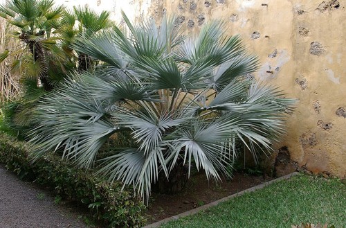 Graines brahea armata - graines,
