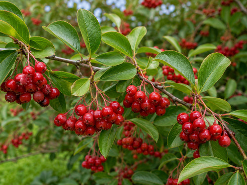 Aronia arbutifolia 500 - aronia,