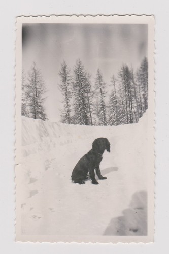 Chien noir neige - 🎞️, photo