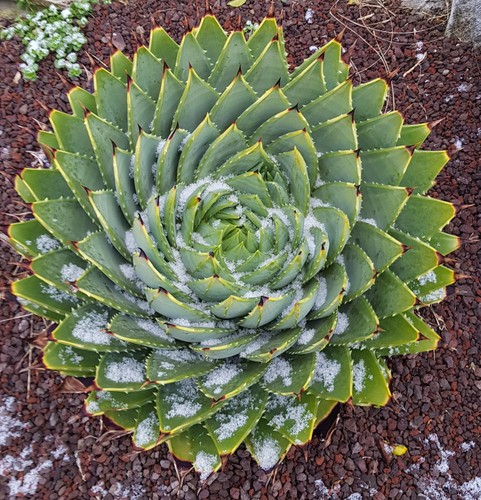 Aloe polyphylla aloès - aloe, /
