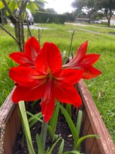 Two 1-2 inch Amaryllis bare