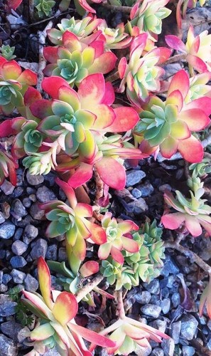 Plantes grasses succulentes - 30,