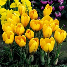 Bulbes de crocus bulbes fleurs Crocus jaune 50 pcs