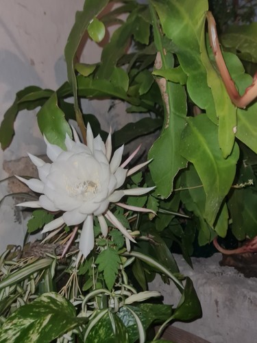 Plant epiphyllum oxypetalum - d'epiphyllum,