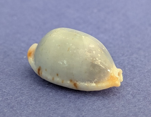 Cypraea diauges salaryensis - , 23