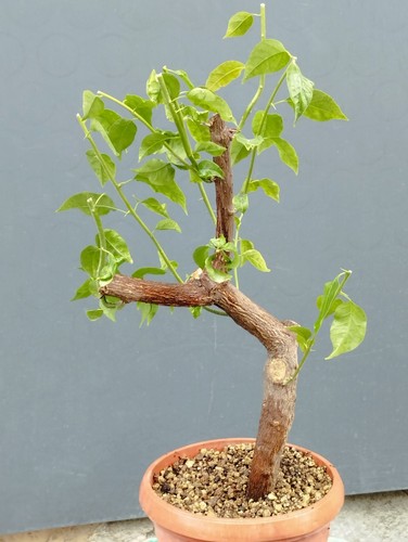 Bonsaï bougainvillier 23 - bonsaÏ, x