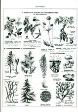 Antique Botanical Document Flowering Plants From 1959 Book