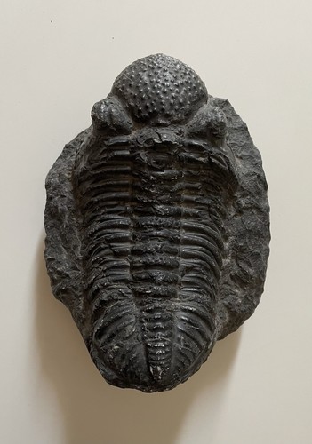 Fossile tribolite superbe - fossile,